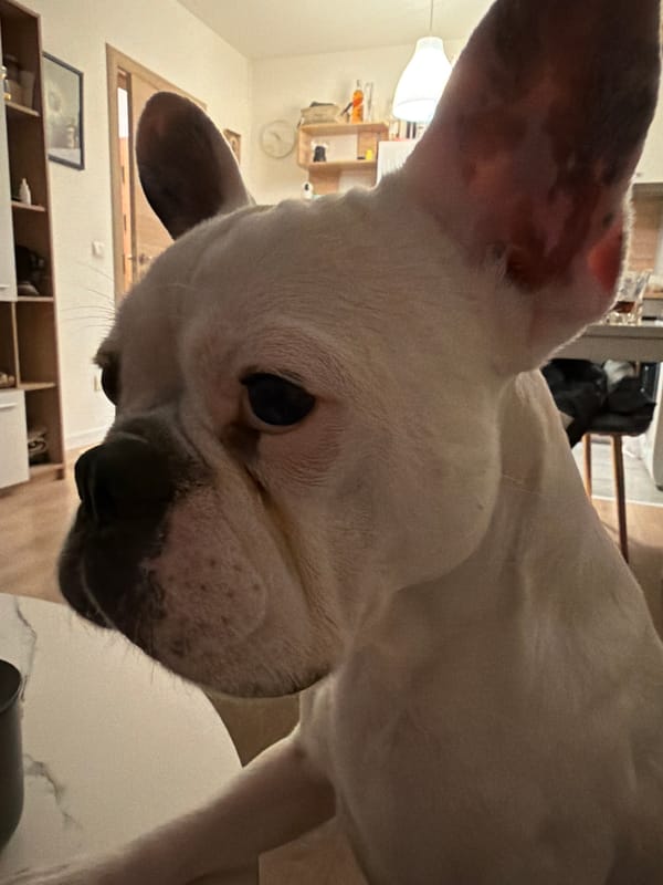 White French Bulldog photographed in close-up in Sofia