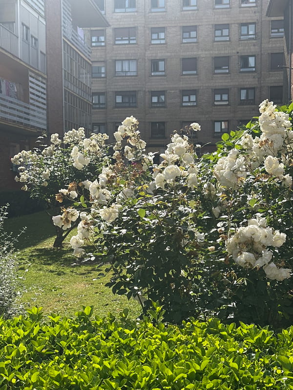 Morning scenes captured across gardens and streets in Gijón