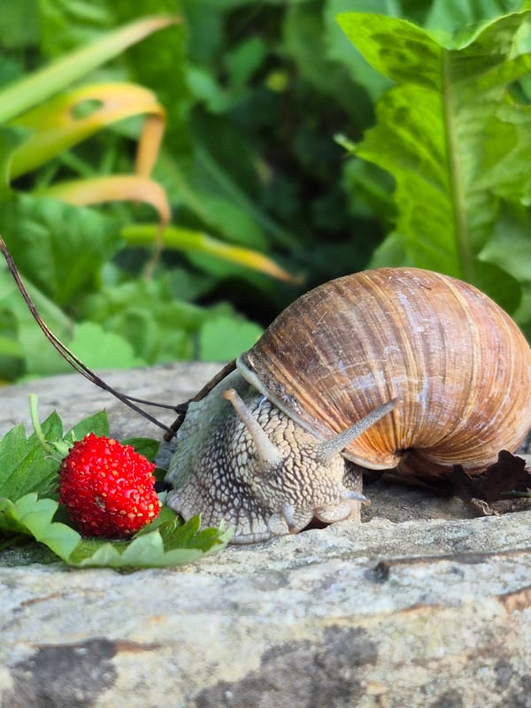 Garden snails and slugs up close, with a strawberry nearby.