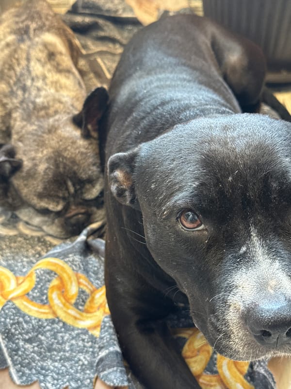 Two dogs rest indoors on blanket during afternoon