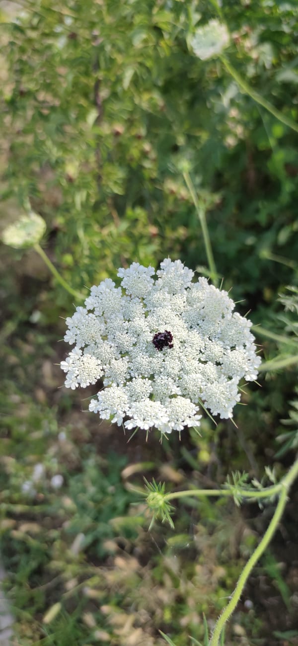 Close-up details from a garden walk: flowers, weeds, and small finds