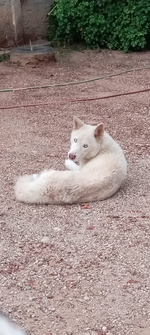 White husky rests on gravel in Tinaquillo, Venezuela