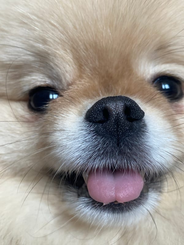 Pomeranian and budgerigar photographed together during morning play session