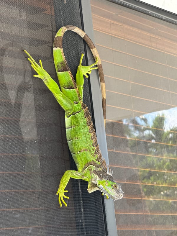 Green iguana hangs on a window screen in Sunny Isles Beach