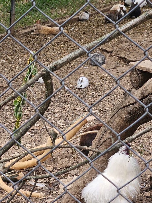 Zoo visitor documents diverse wildlife at Stara Zagora Zoo