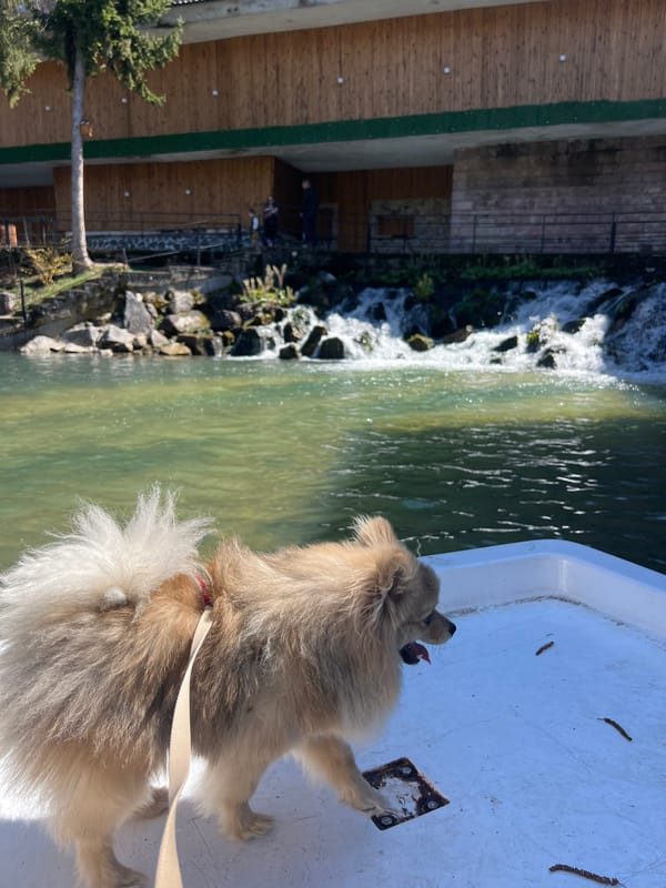 Dogs, boats and river scenes captured in Velingrad, Bulgaria