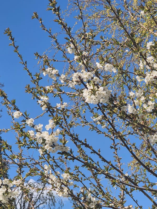 Spring day documented in Pavlikeni: flowers, walks, dessert
