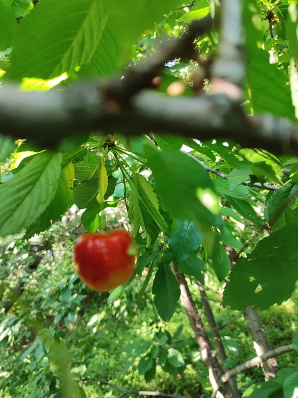 Summer farm scenes: cherries, crops, wildflowers, and open skies.