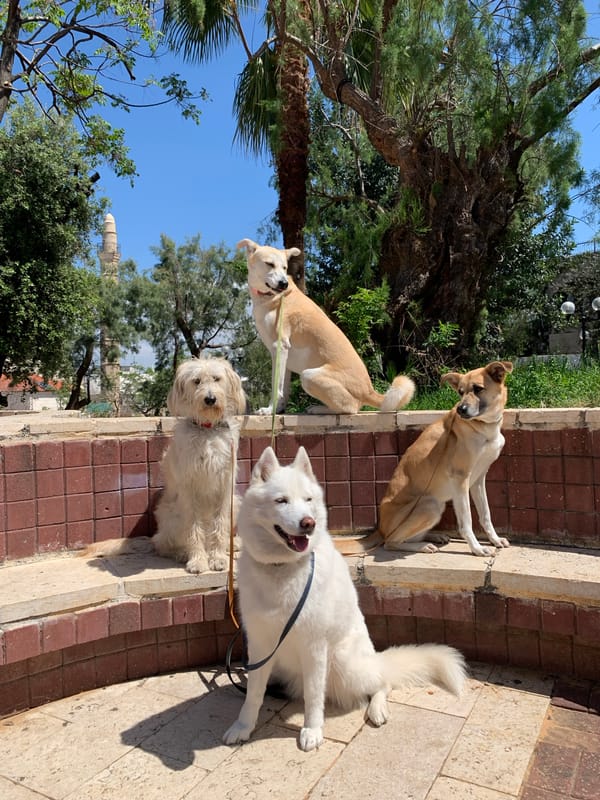 Four dogs on leash spotted at Tel-Aviv park