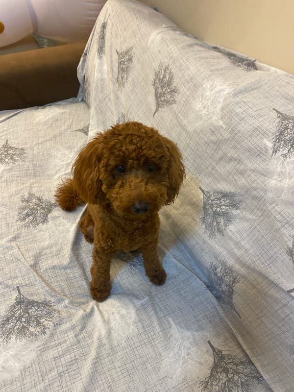 Poodle plays on hotel bed in Hurghada, Egypt