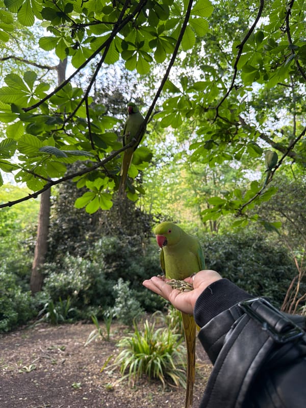 Couple feeds wild parakeets in London park