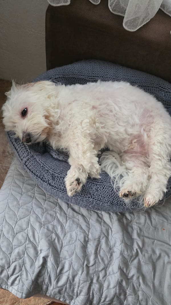 White dog rests in knitted bed in Blagoevgrad