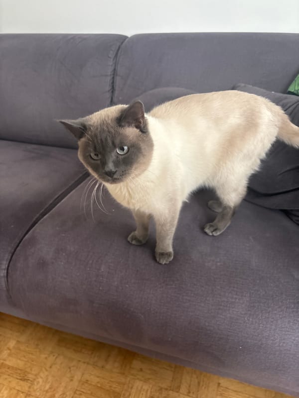 Siamese cat rests on sofa in Antwerp home