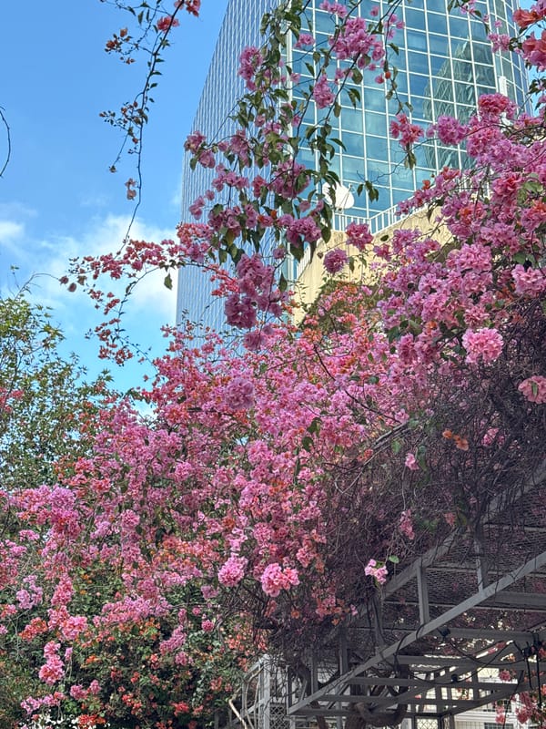 Pink bougainvillea blooms scatter Tel Aviv sidewalks in spring display