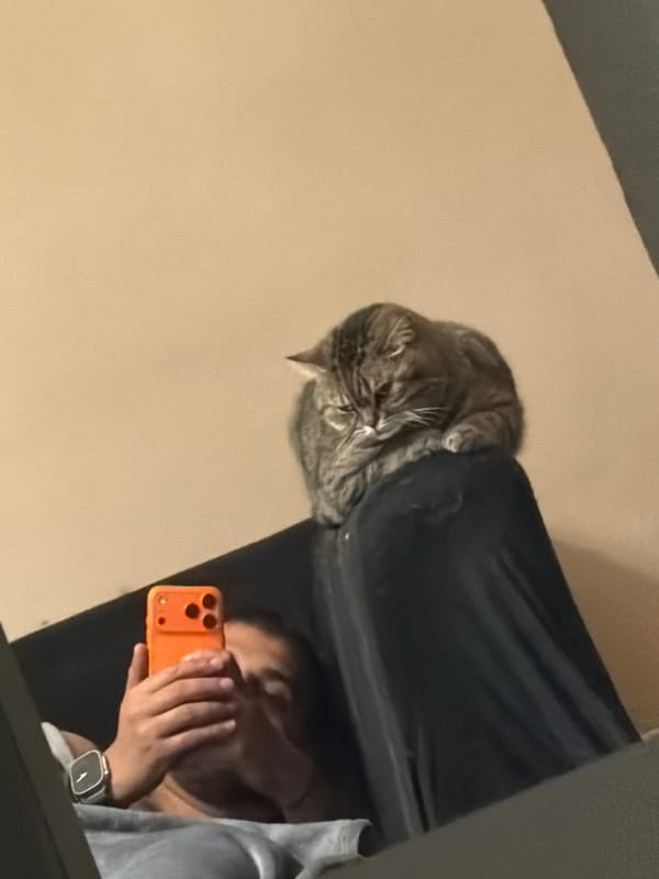 Domestic cats documented in casual moments across Sofia homes