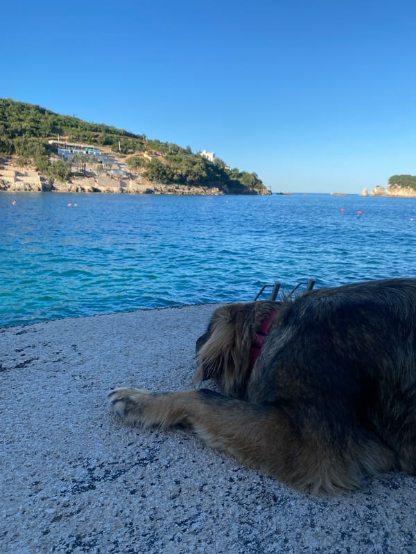 Dog rests on concrete pier in Kunje, Montenegro