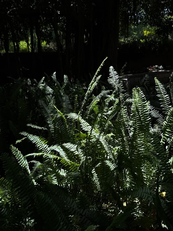 Morning garden walk documented in Zikhron Yaakov, Israel