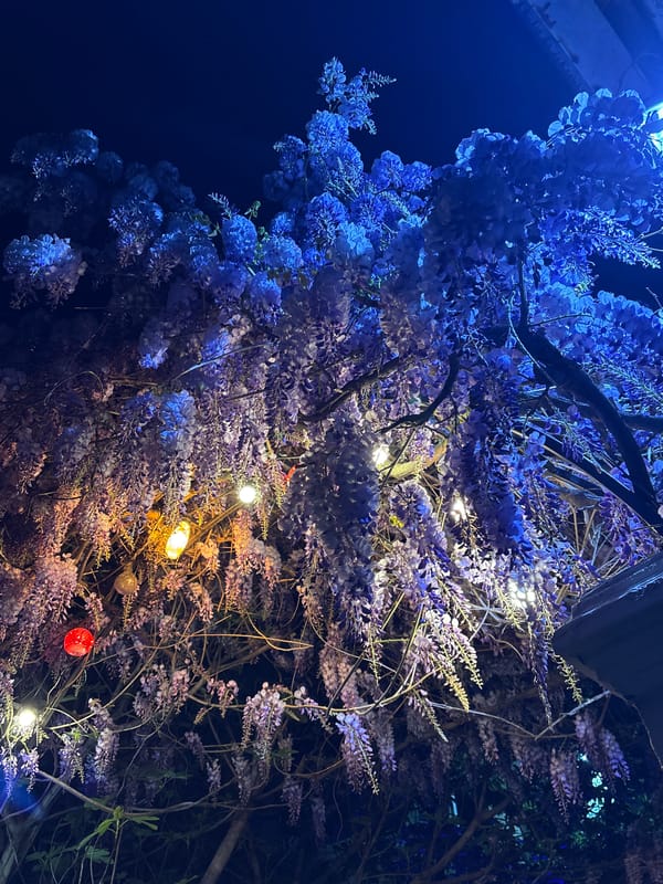 Nighttime wisteria blossoms photographed in Kragujevac, Serbia