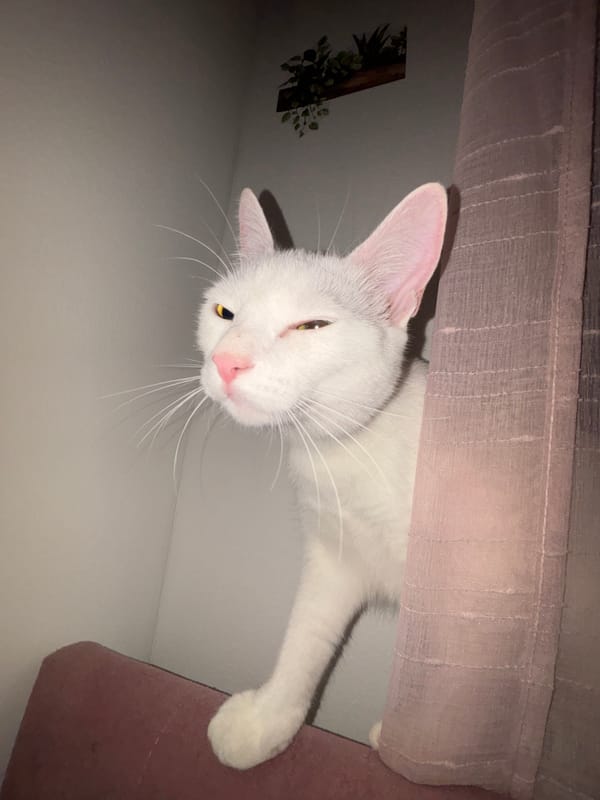 Vienna resident documents quiet evening with pets and belongings