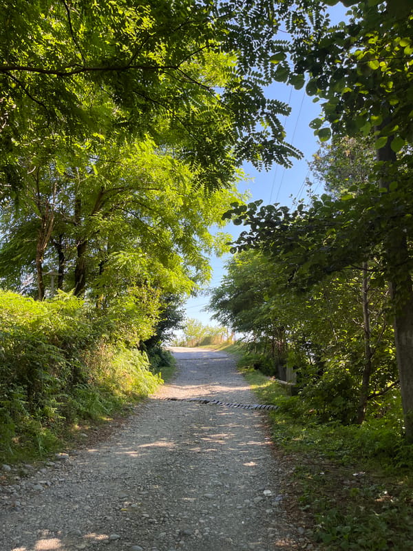 Rural Georgia: roads, flowers, dogs, and a garbage truck