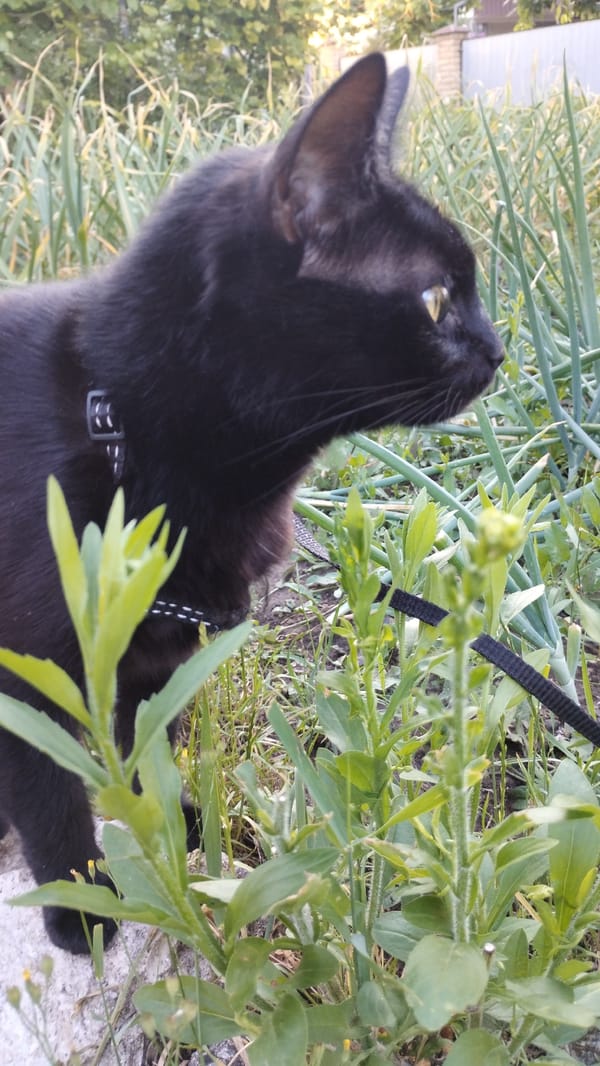 Black cat on a leash explores a grassy outdoor garden