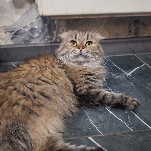 Two cats spotted in Moscow homes within two minutes
