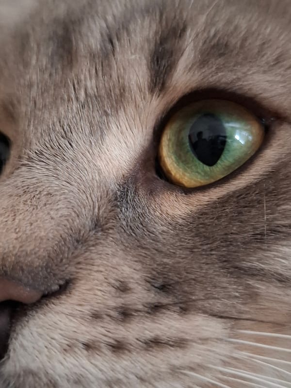 Gray tabby cat photographed playing around shelf in Novi Sad