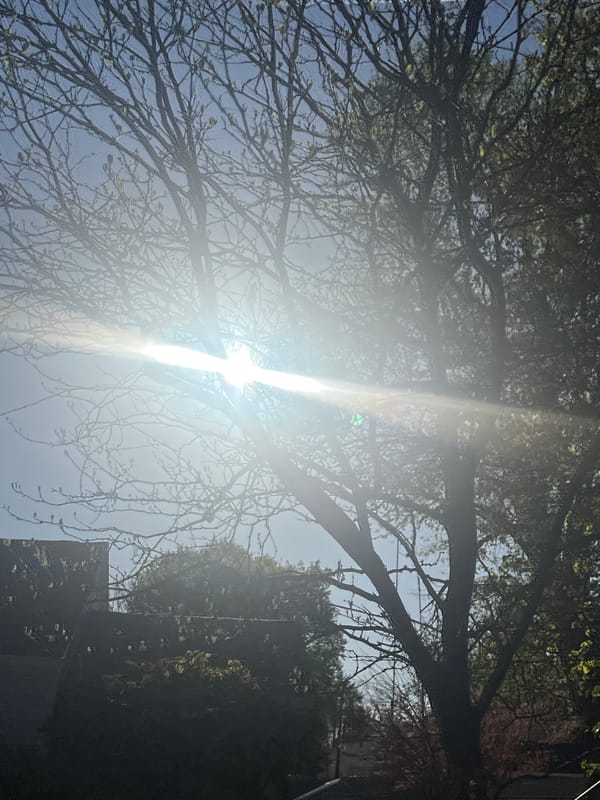 Sunlight through trees photographed in Newburgh park area
