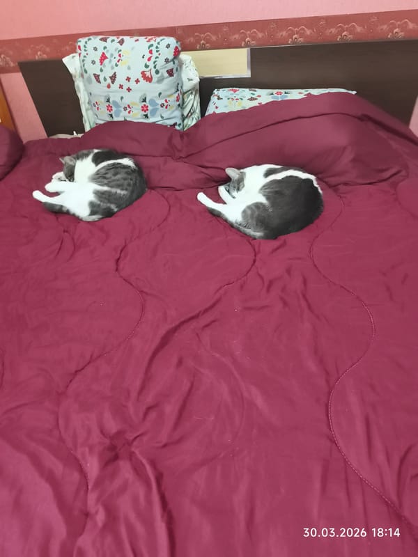 Two cats sleep peacefully on bed in Pomorie