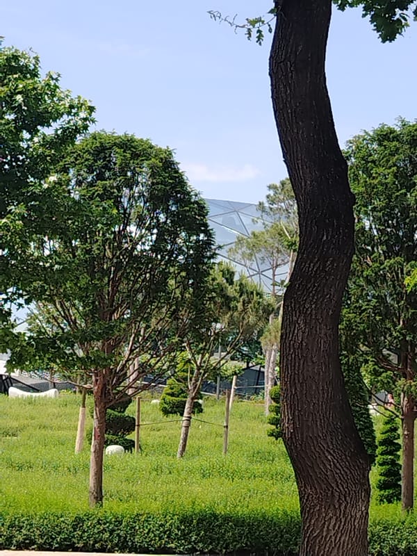 Morning park life unfolds in Krasnodar's public gardens