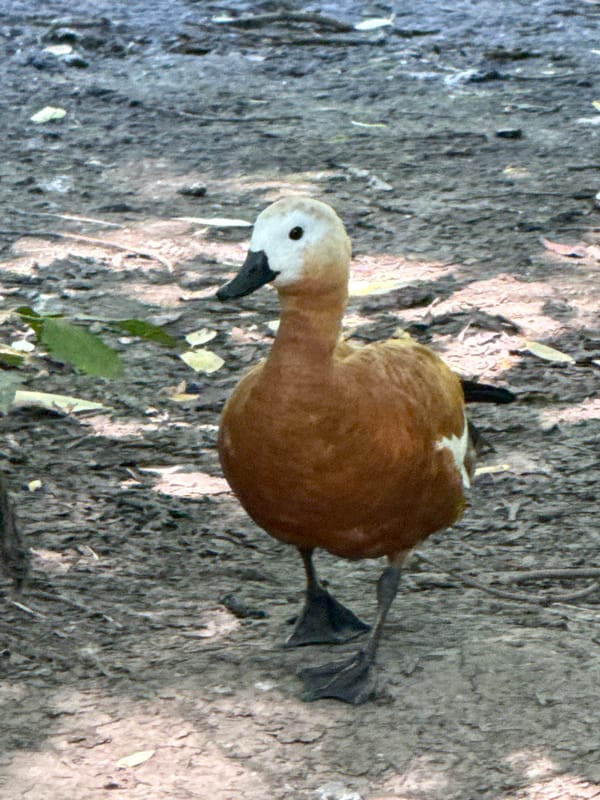 Paddleboarding and park wildlife on a Moscow summer morning