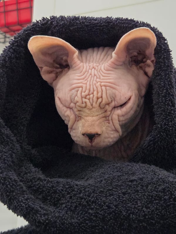 Sphynx cat and LEGO pirates share the spotlight at home
