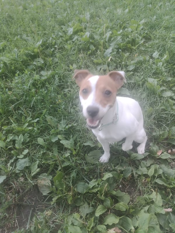 Jack Russell Terrier plays in a grassy outdoor area