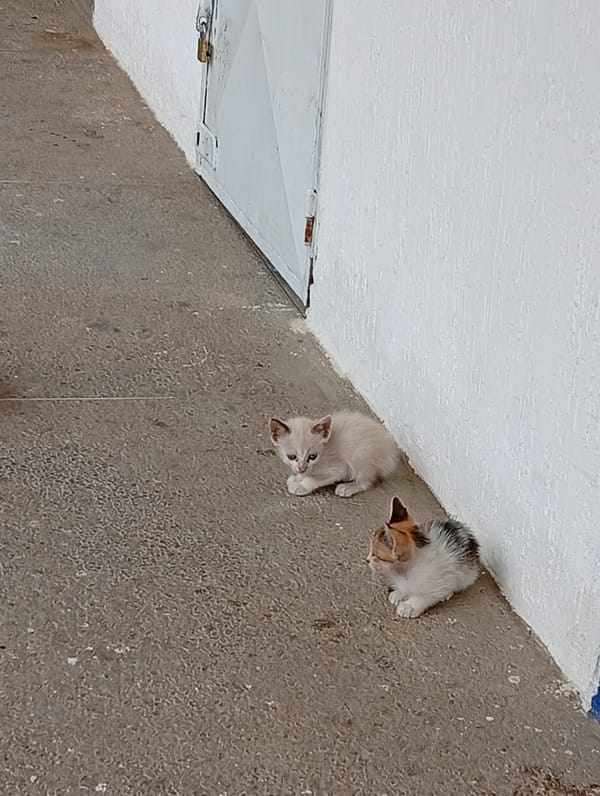 Kittens rest on concrete surfaces in Juan Griego, Venezuela