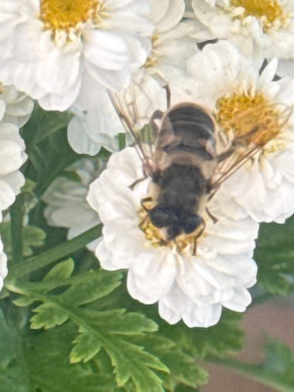 Midsummer garden life in close-up, Hraniv, Ukraine
