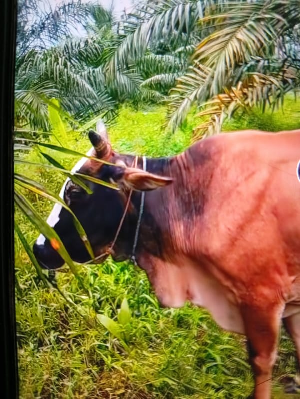 Cattle scenes documented across Lhokseumawe, Indonesia over two hours