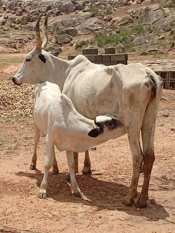 Rural Nigerian village life: schoolchildren and cattle documented