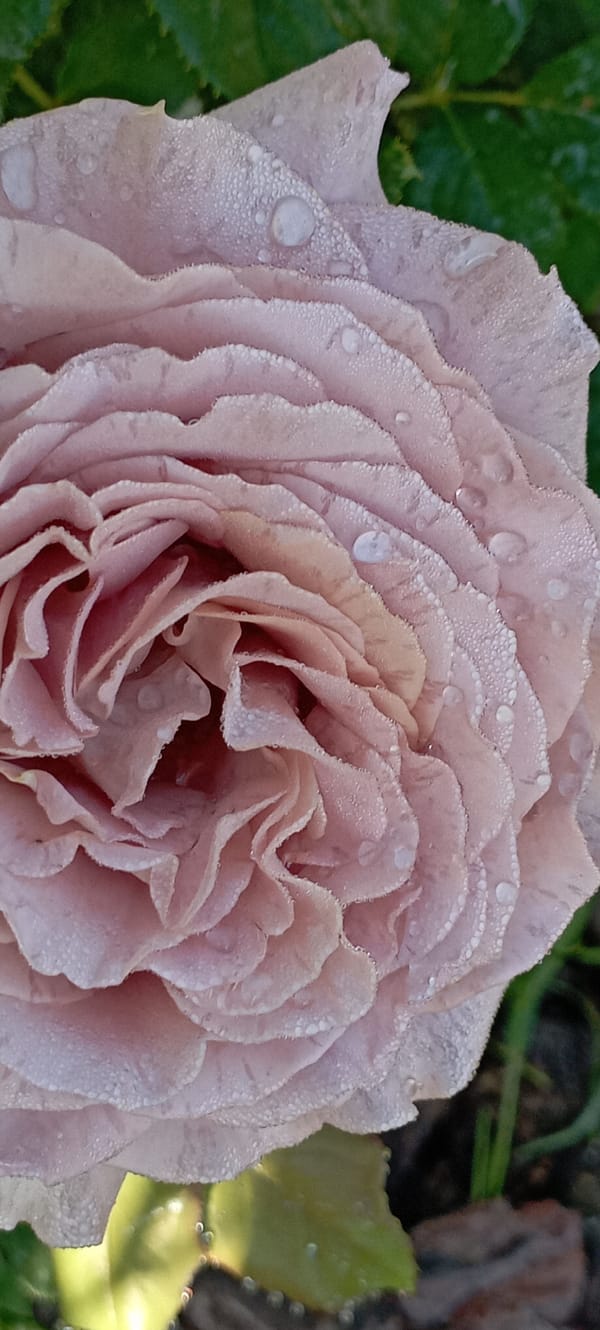 Dawn garden photography session captures dew-covered roses in Ukraine