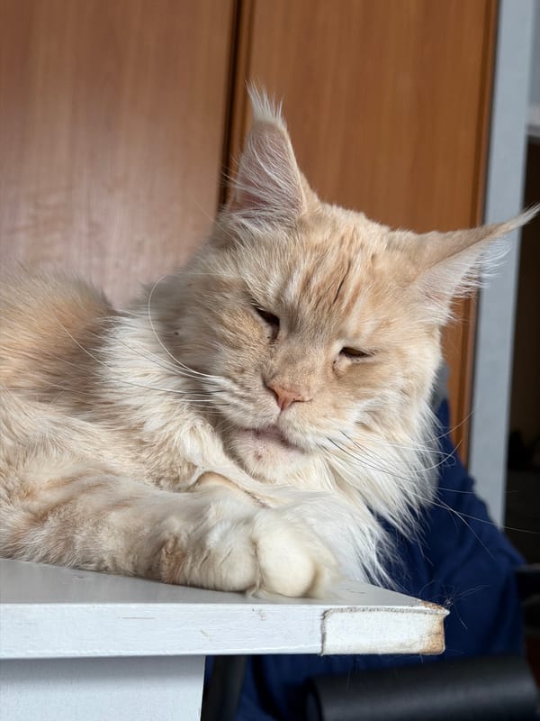 Maine Coon cat spotted resting in multiple Kazan locations