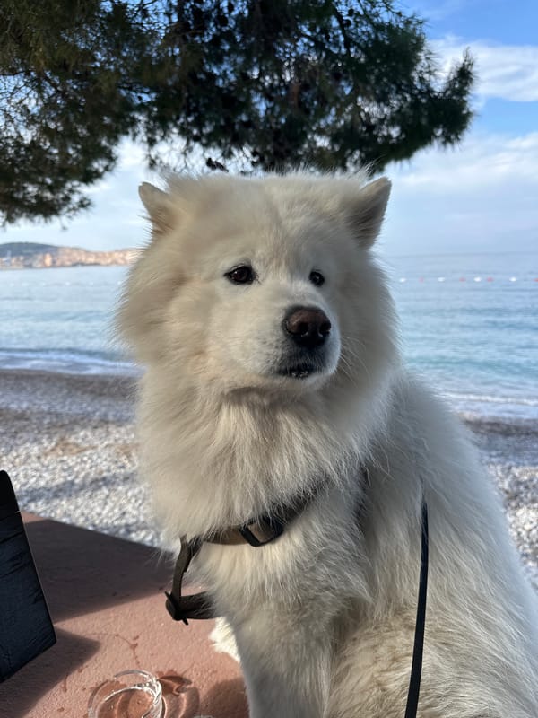 Dog and swimmer share morning beach time in Montenegro