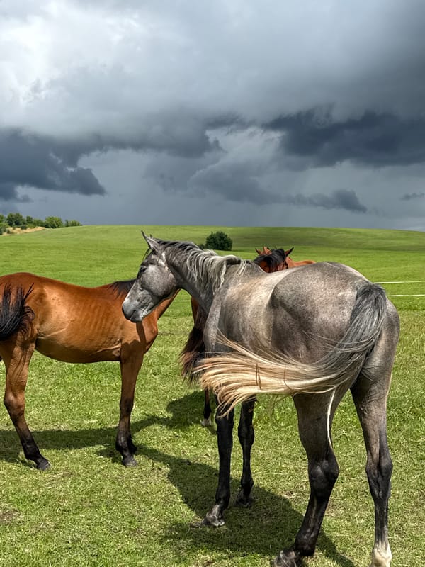 Horses resting and grazing in a Galinė pasture