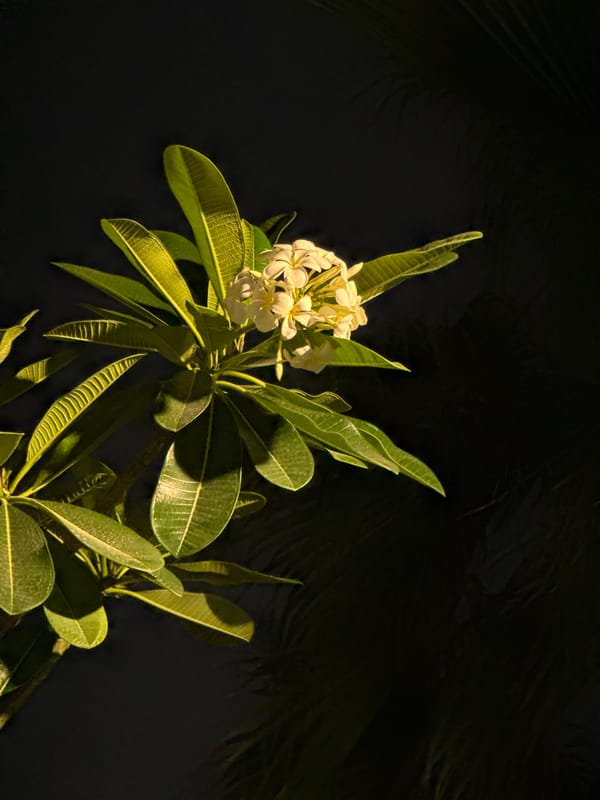 Plumeria flowers photographed in dramatic lighting in Dubai