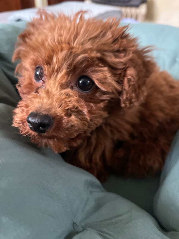 Brown poodle photographed in multiple indoor settings in Sofia
