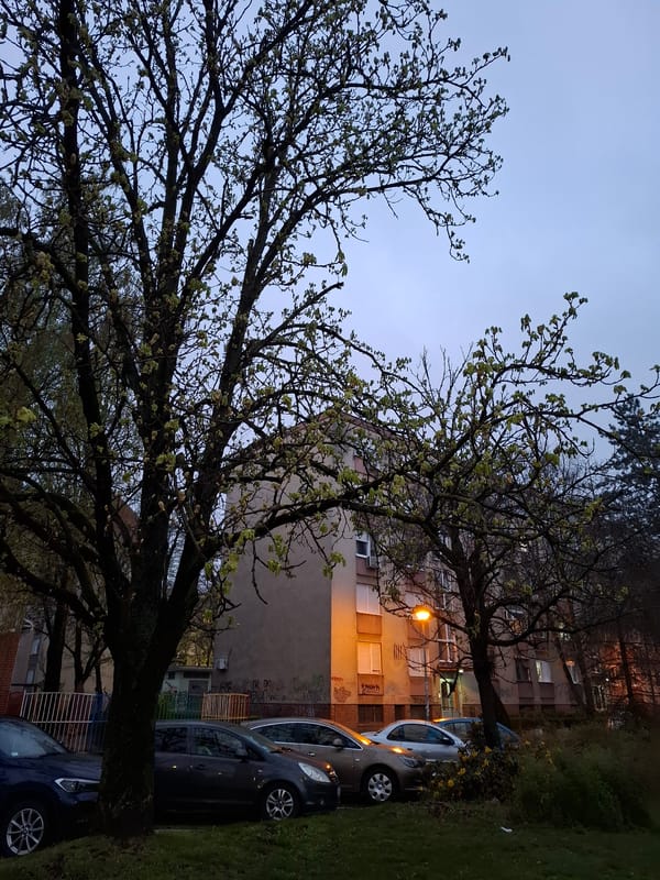 Spring buds spotted on trees during evening in Novi Sad