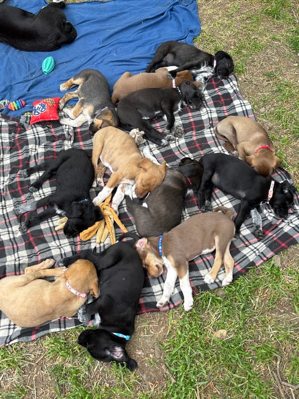 Litter of puppies spotted napping in Tbilisi park