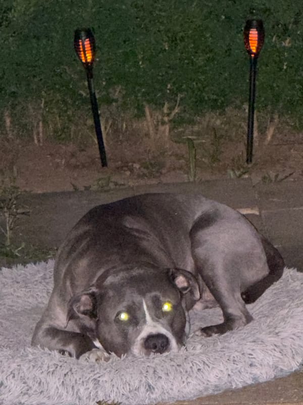 Dog rests outdoors during evening in Luxembourg city