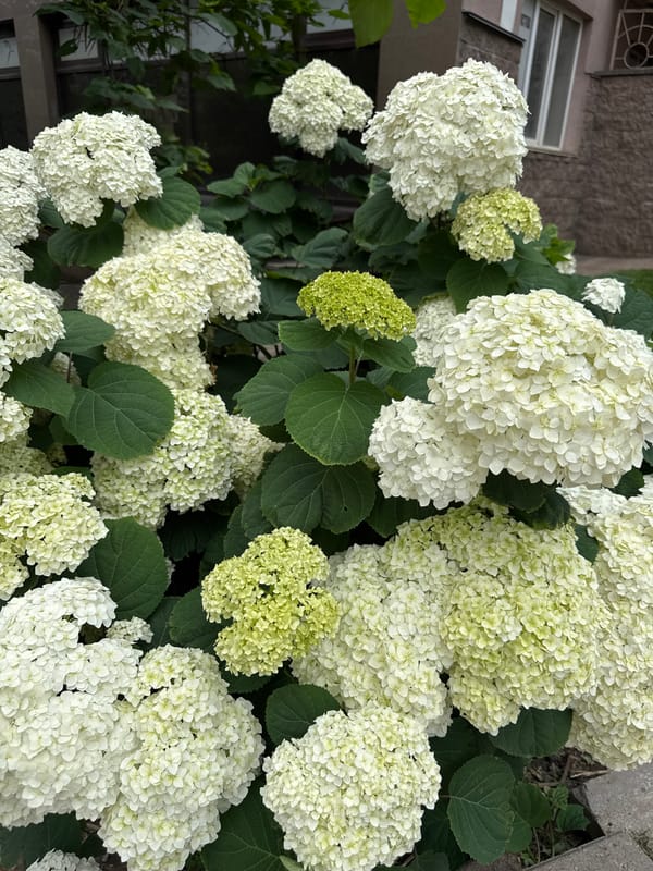 Almaty sidewalk life: scooters, hydrangeas, and glass towers