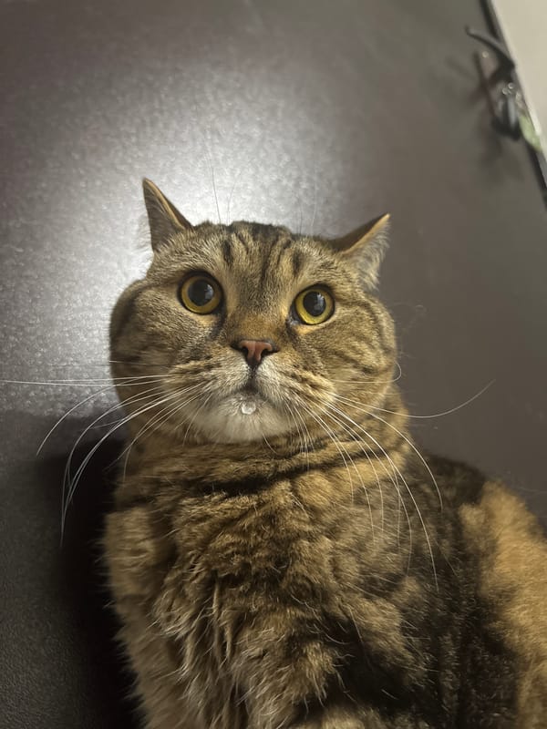 Tabby cat up close, multiple angles, Mikhaylovsk