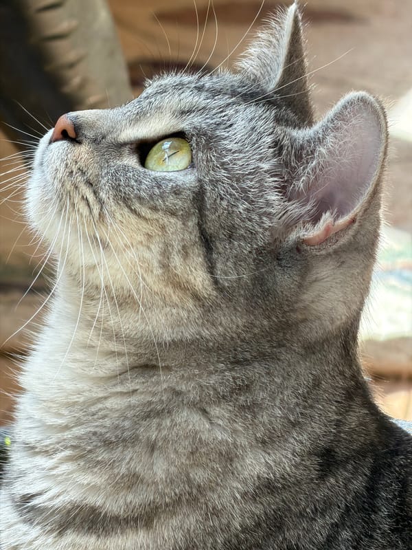 Cats of Ulyanovsk: tabbies, windowsills, and one very dressed-up kitty