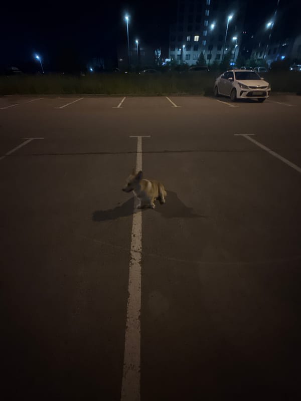 Perm night out: neon streets, a corgi, and a projection light show